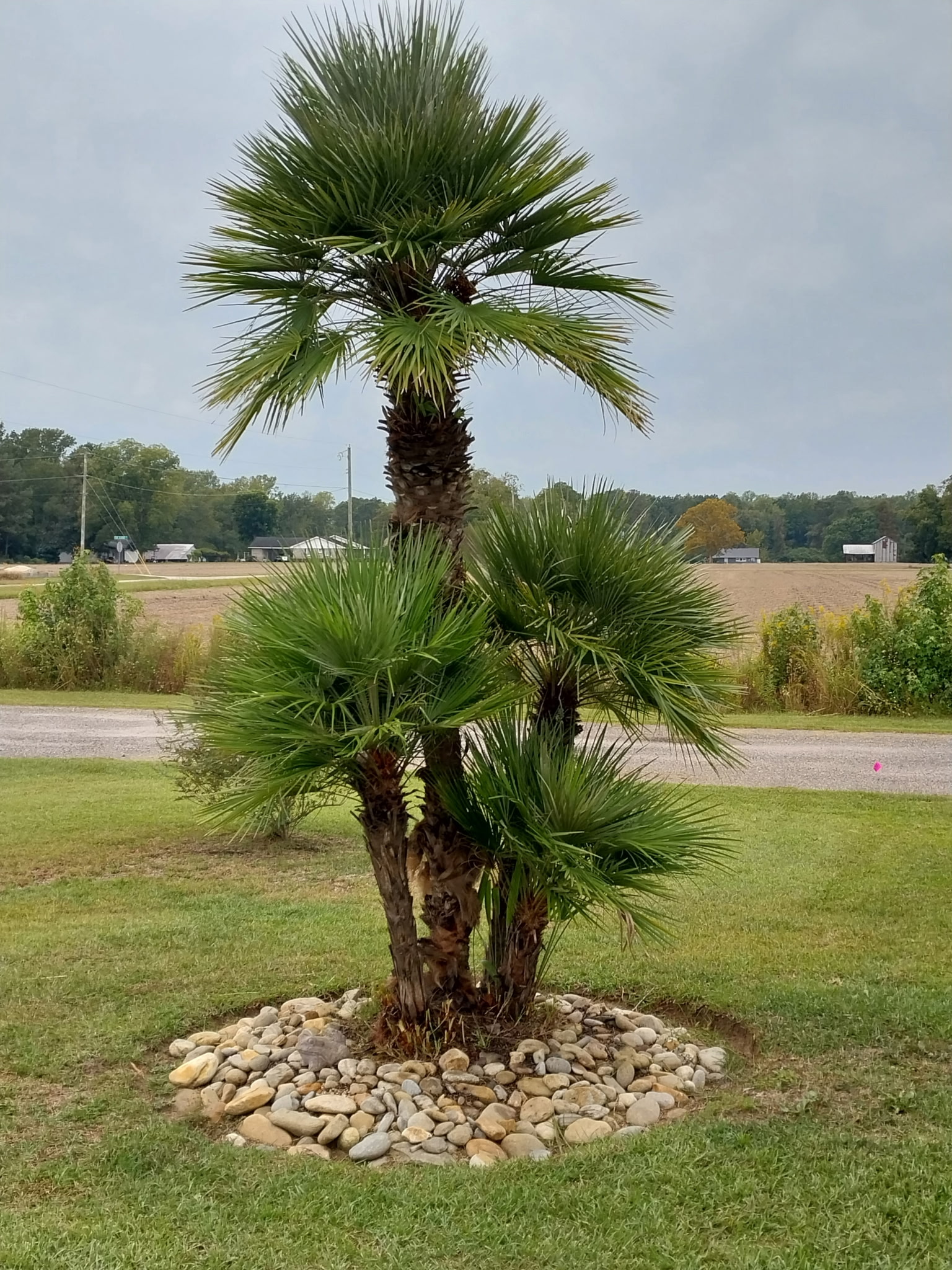 European Fan Palms