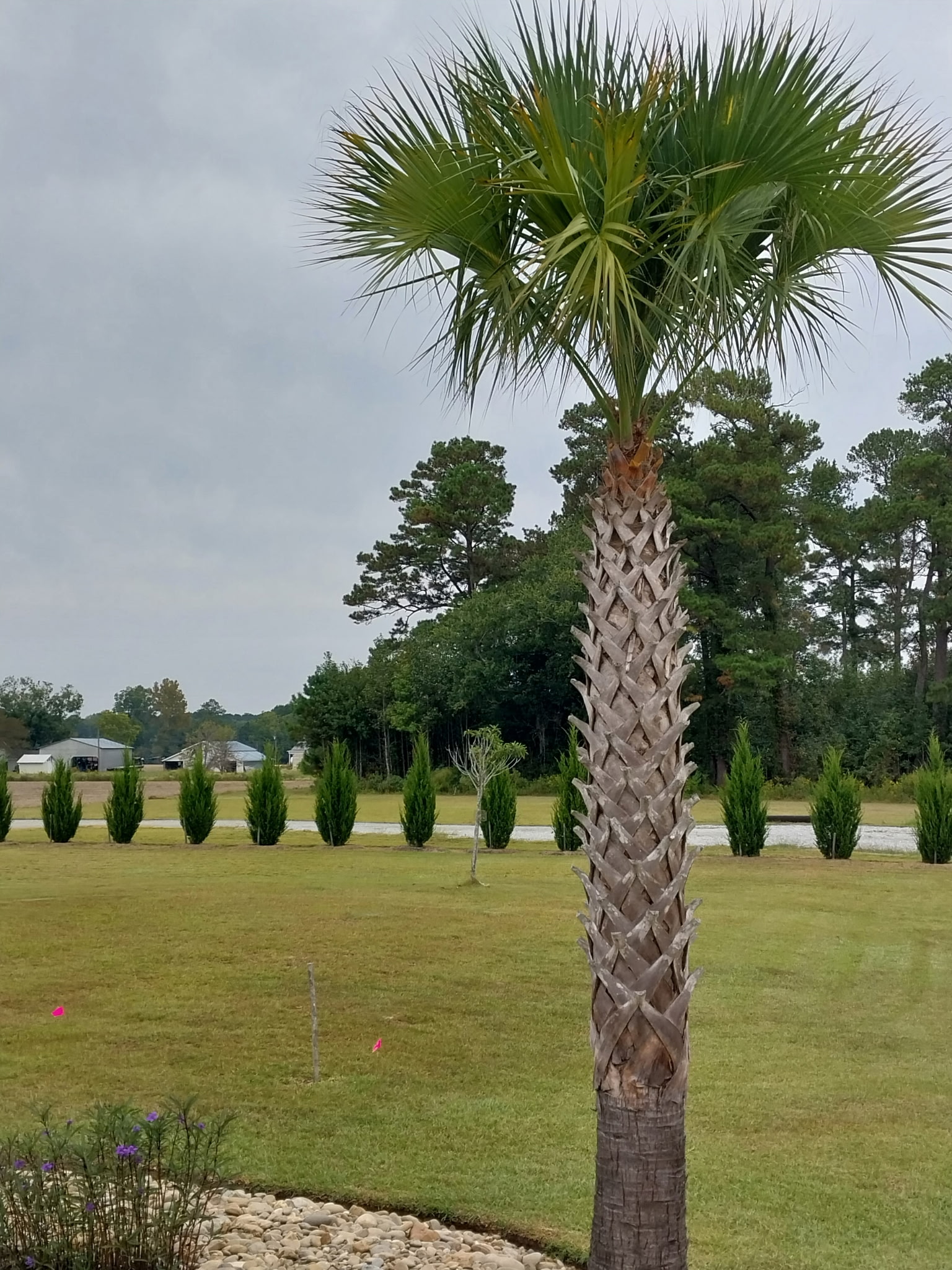 Sabal Palmettos