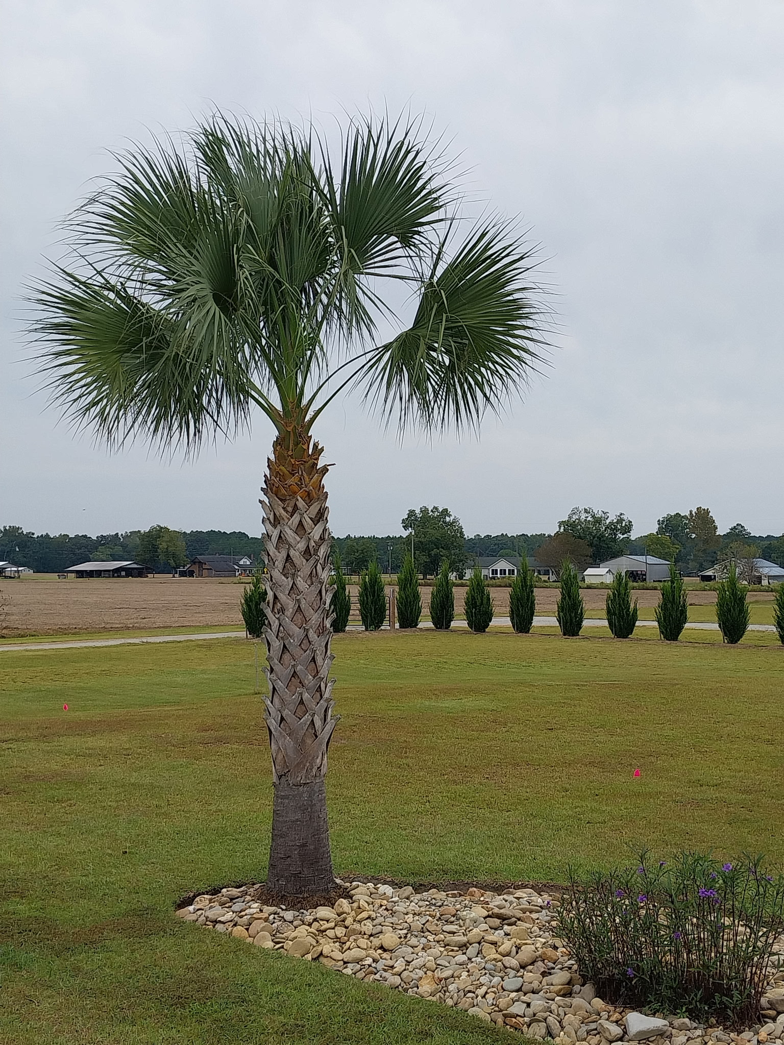 Sabal Palmettos