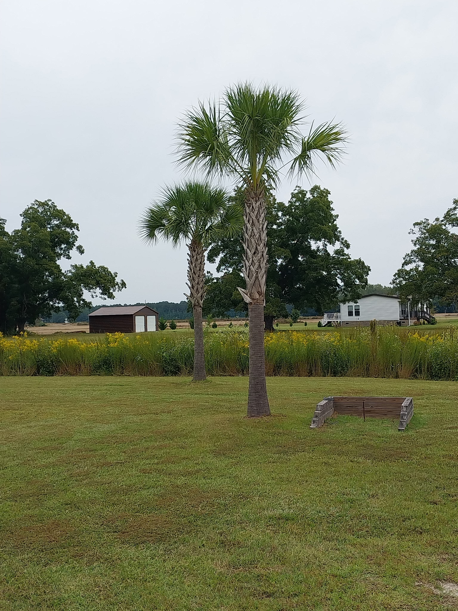 Sabal Palmettos