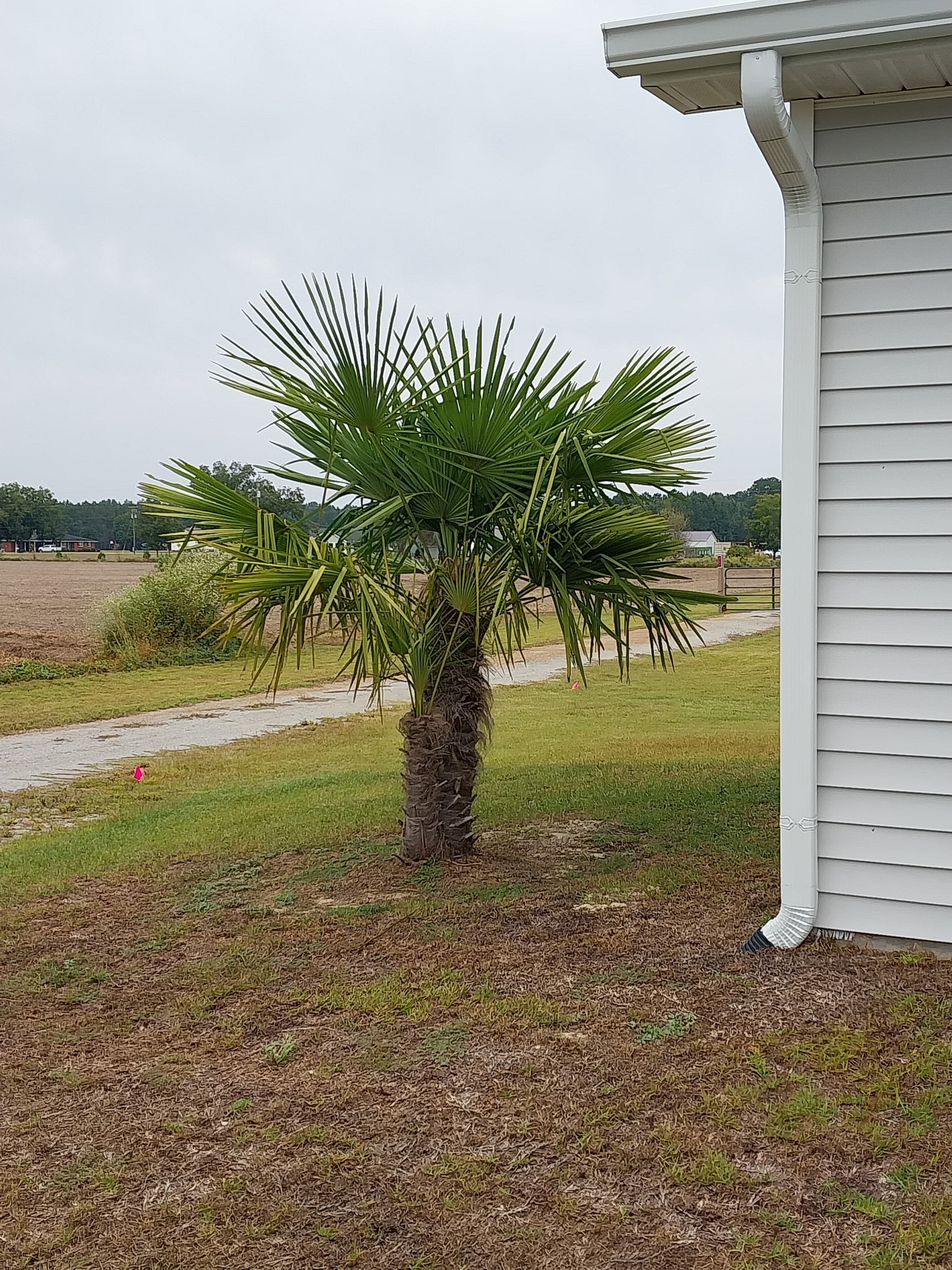 Windmill Palms