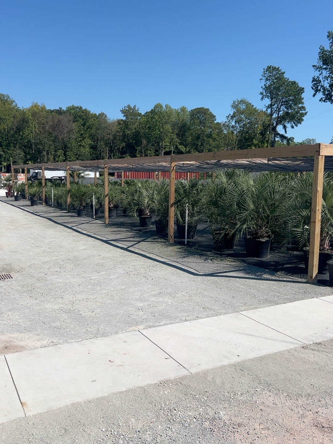 Rows of container palm trees under shade cloth at My Yard Center