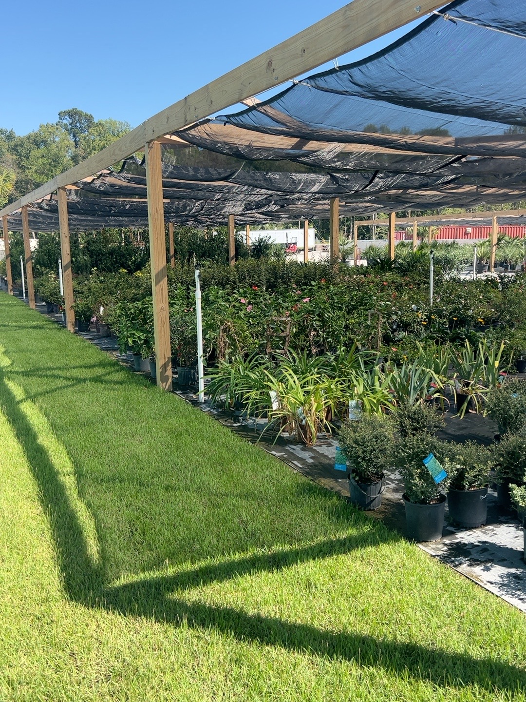 Shrubs, flowers and other nursery plants at My Yard Center